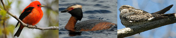 Photo Montage 2 &ndash; Scarlet Tanager, Horned Grebe, Common Nighthawk